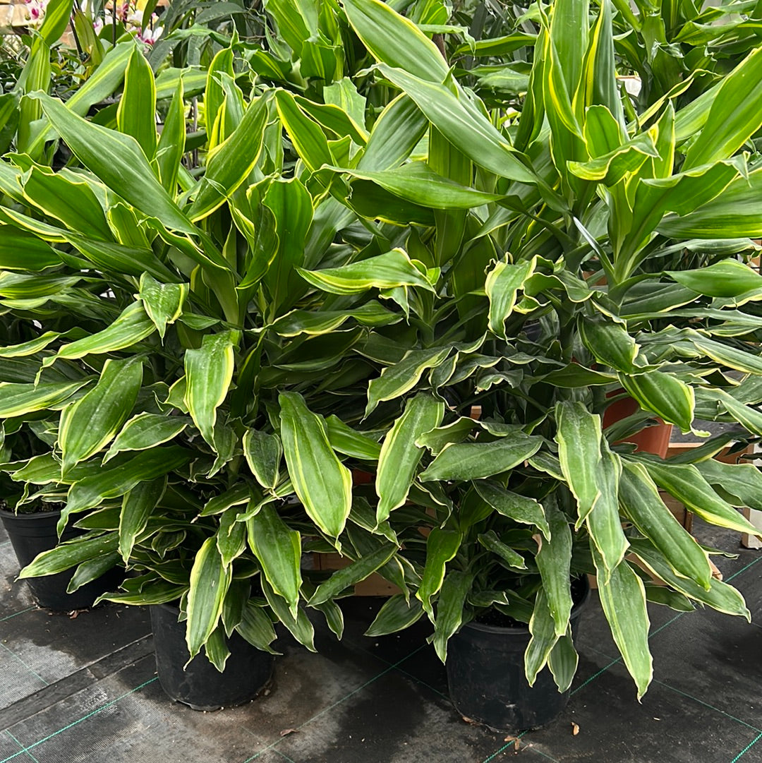 10” Dracaena - lemon lime