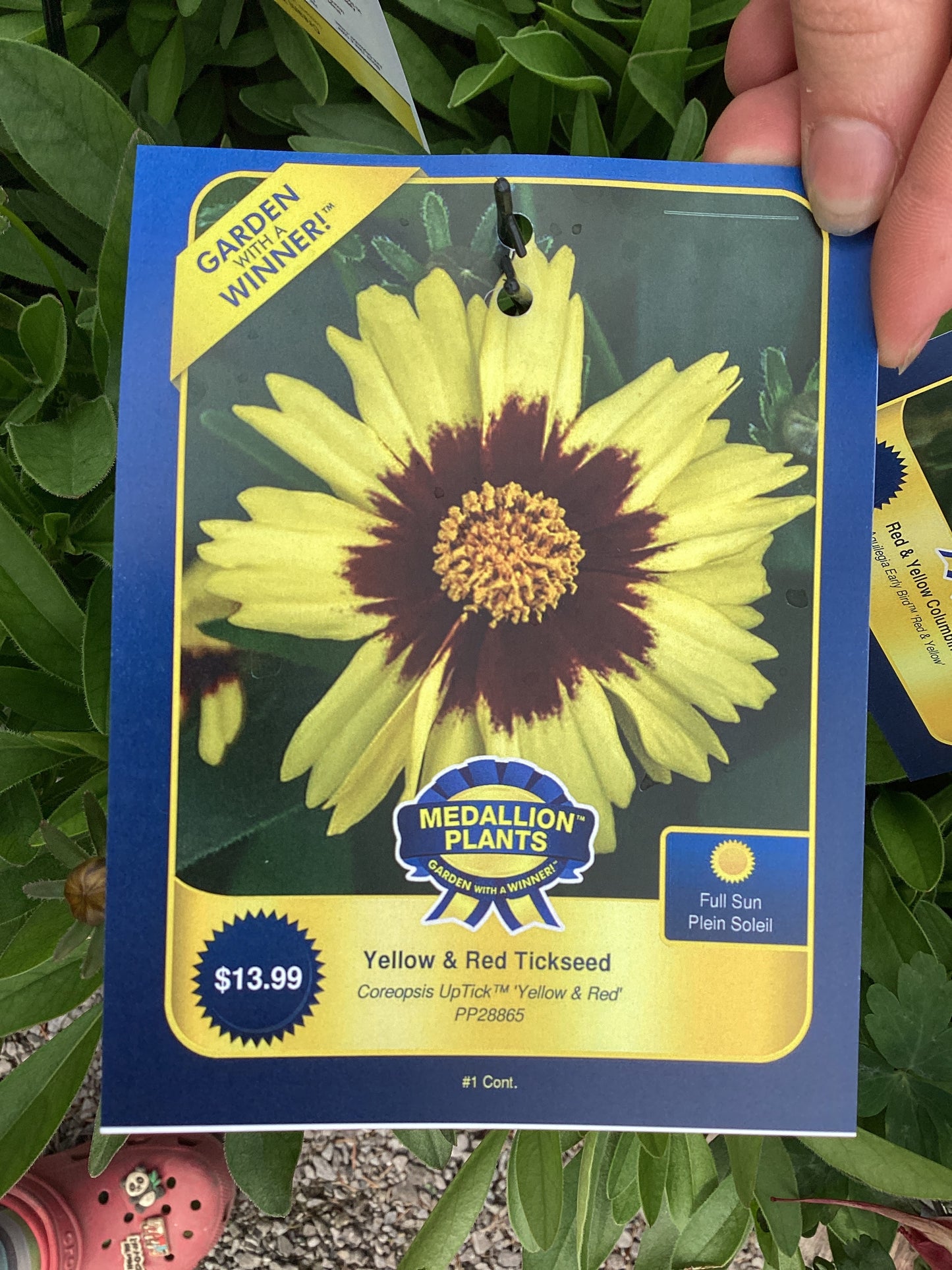 Yellow and red tickseed