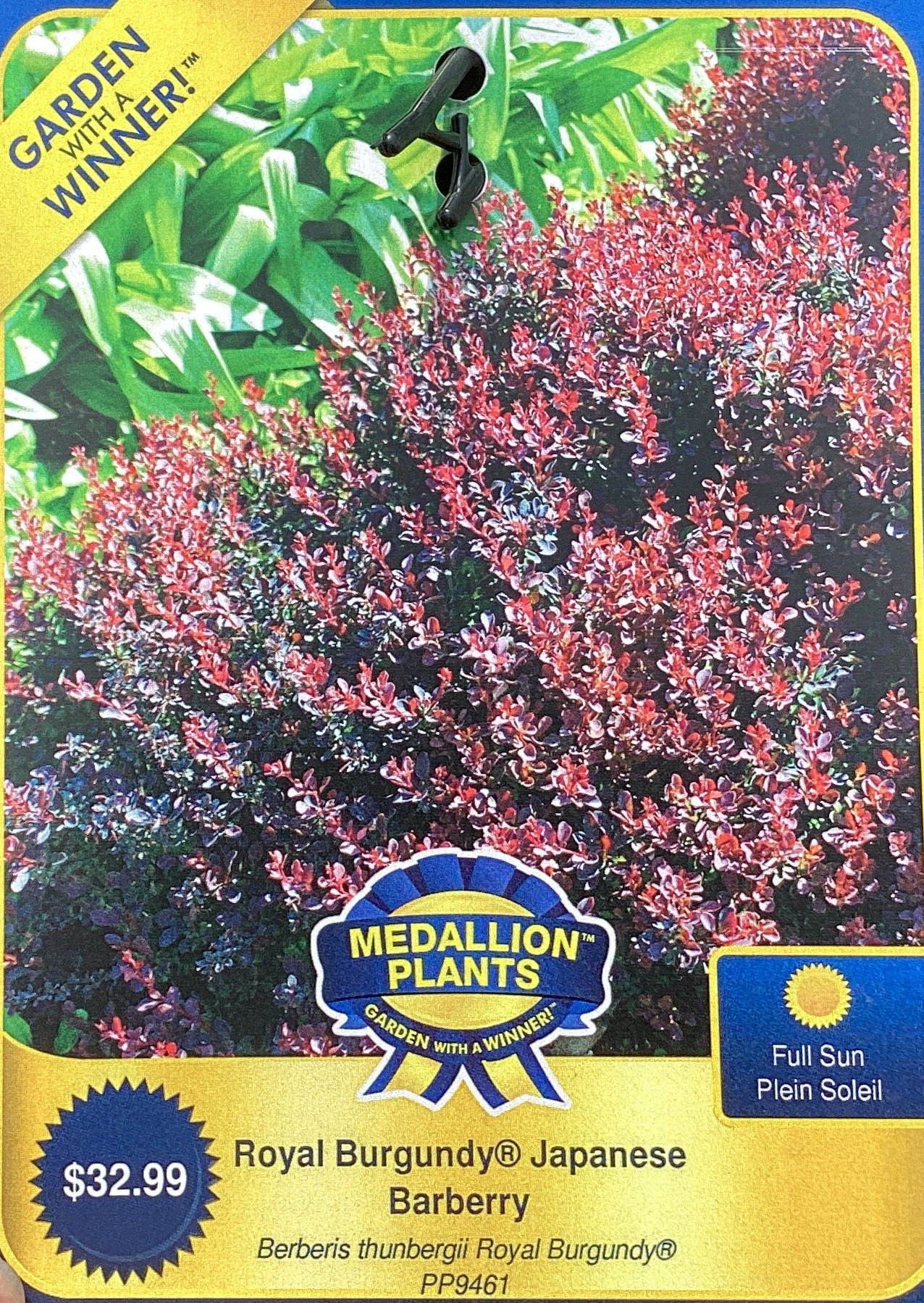 Royal burgundy Japanese barberry
