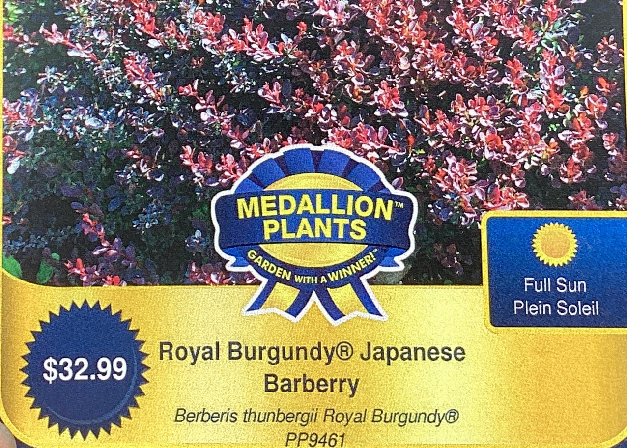 Royal burgundy Japanese barberry