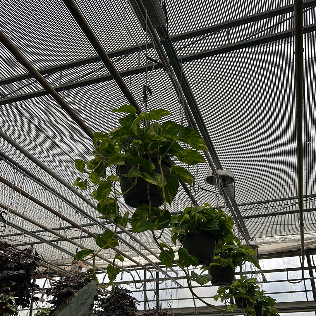 10 inch tropicals