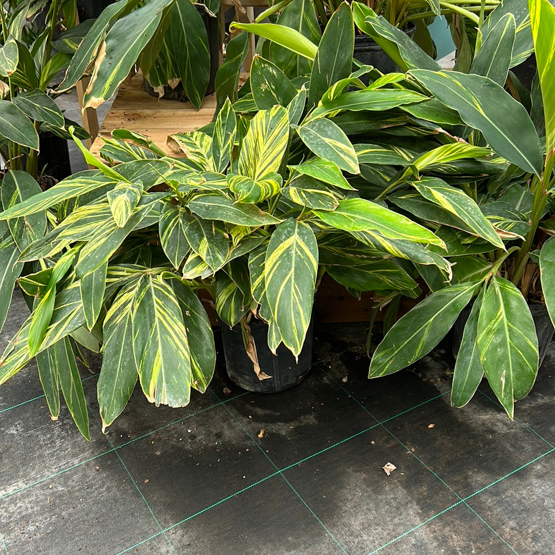 Alpinia Zerumbet -shell ginger