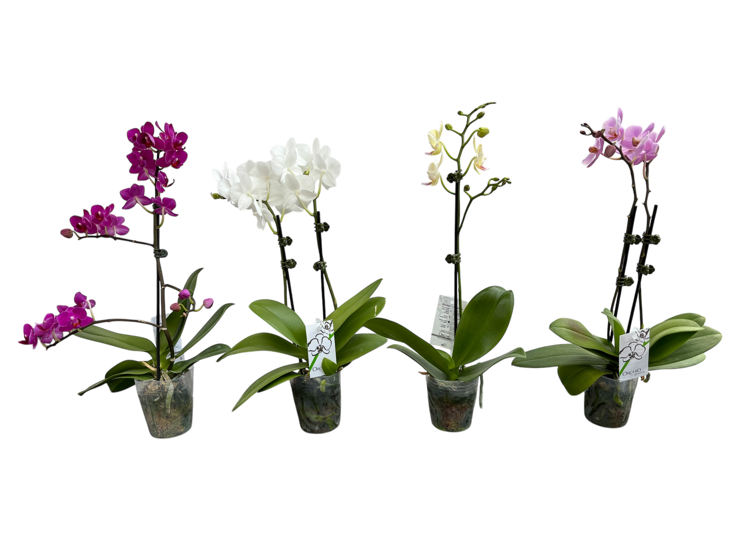 4" Phalaenopsis Orchids