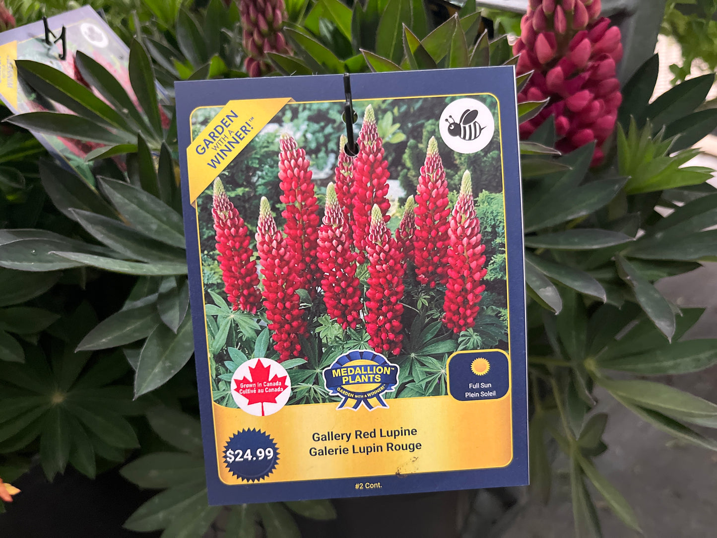 Gallery red lupine