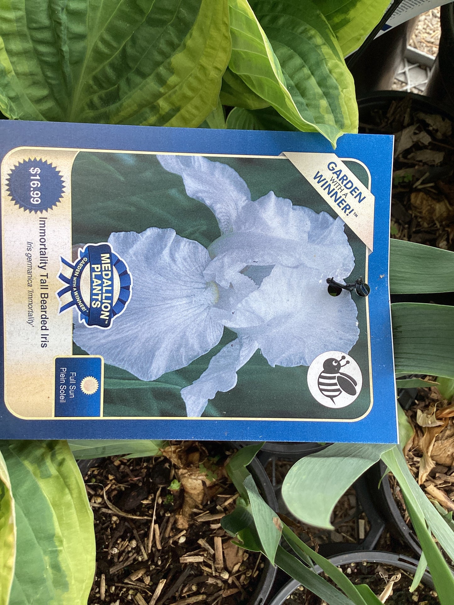 Immortality tall bearded iris