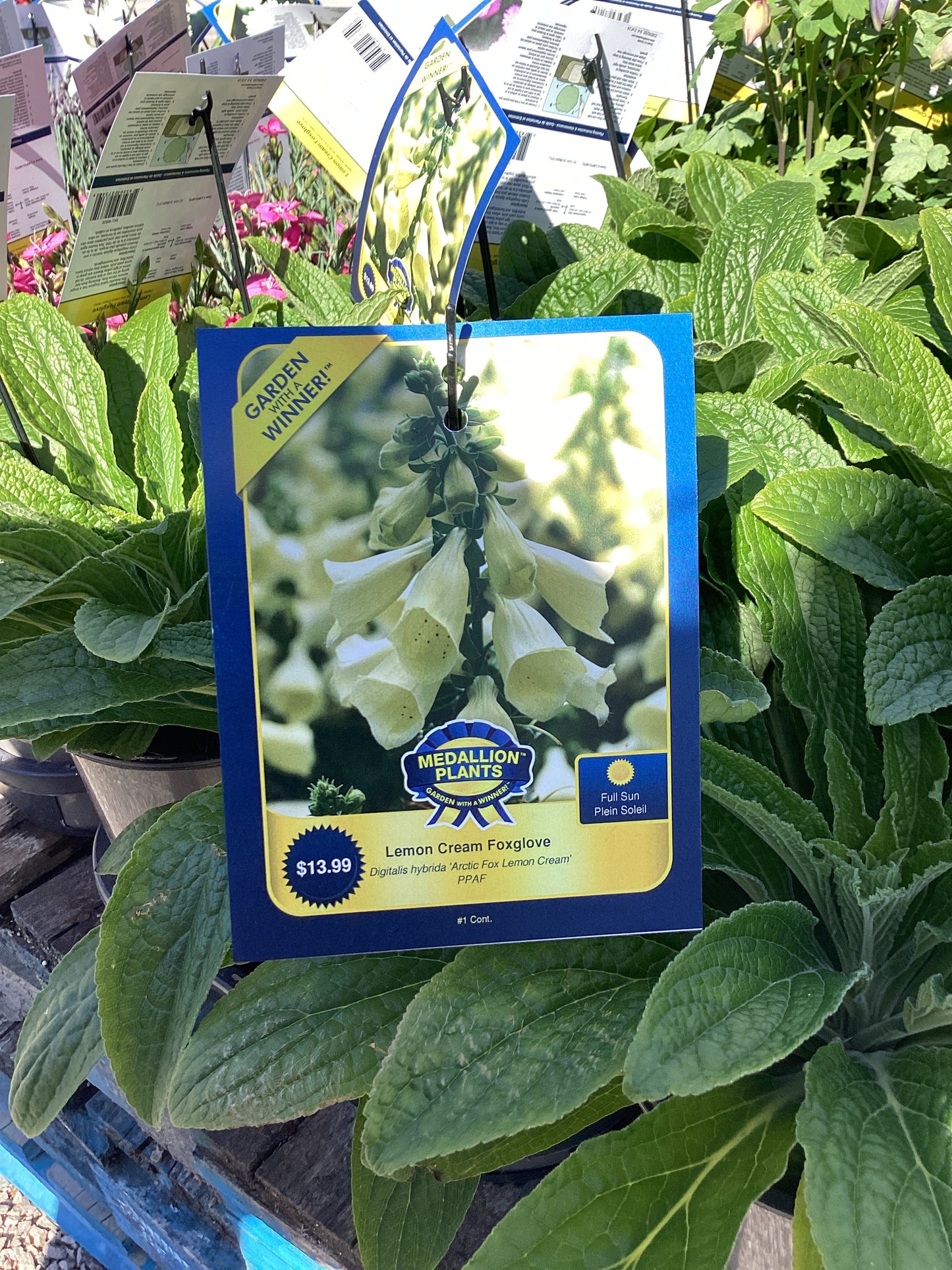 Lemon cream foxglove