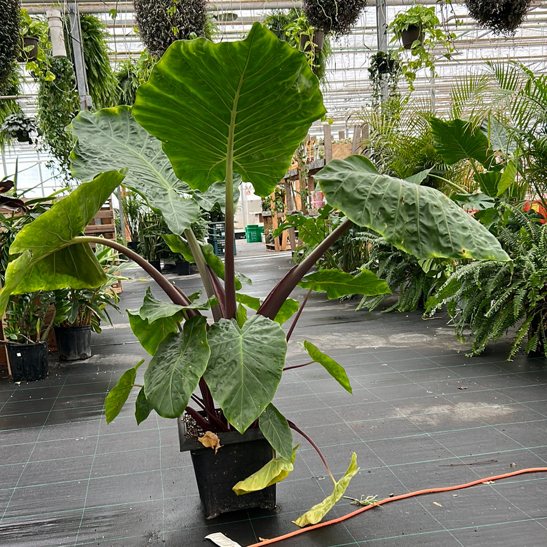 Elephant plant -Green