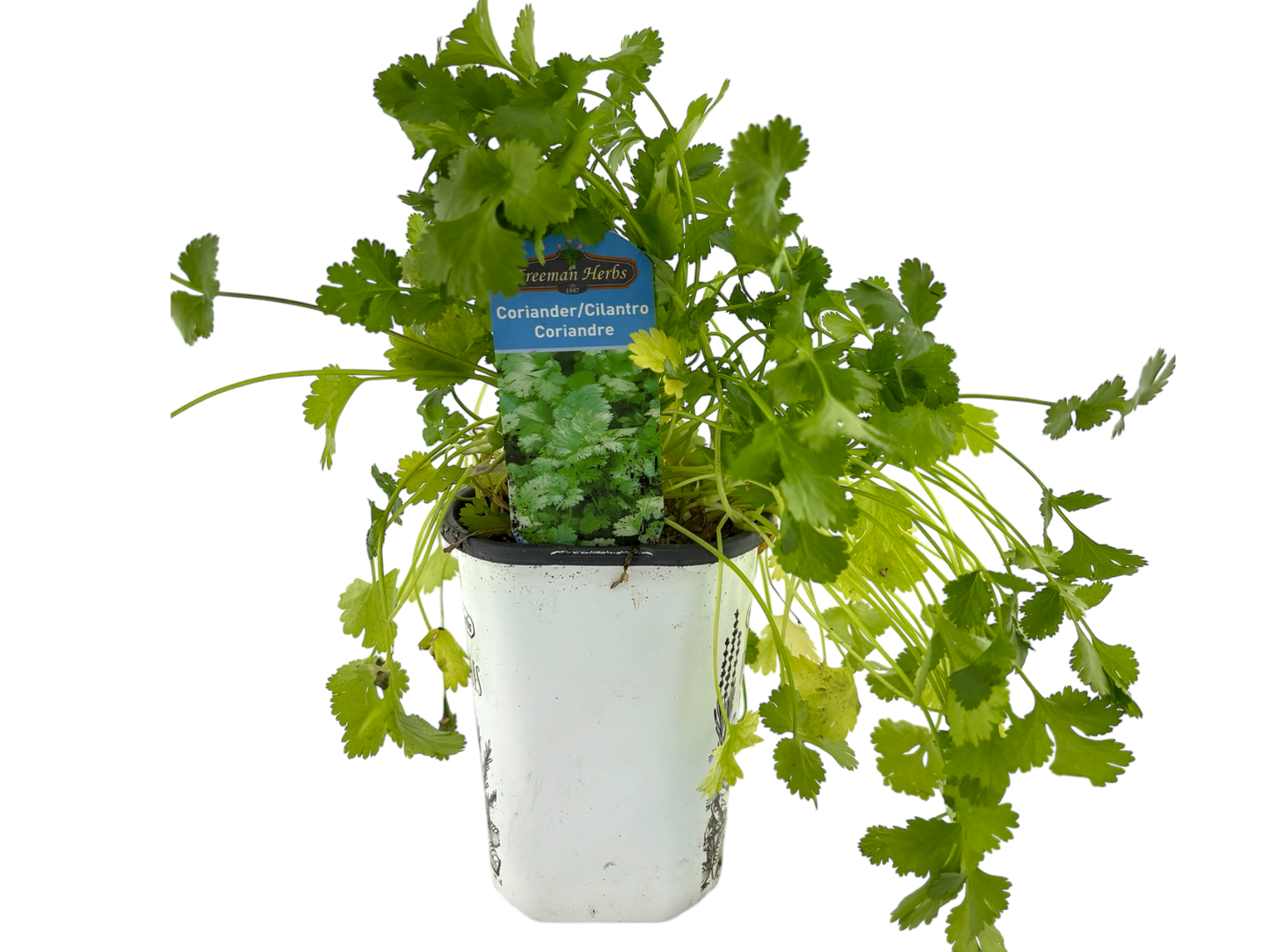 4" Coriander/Cilantro
