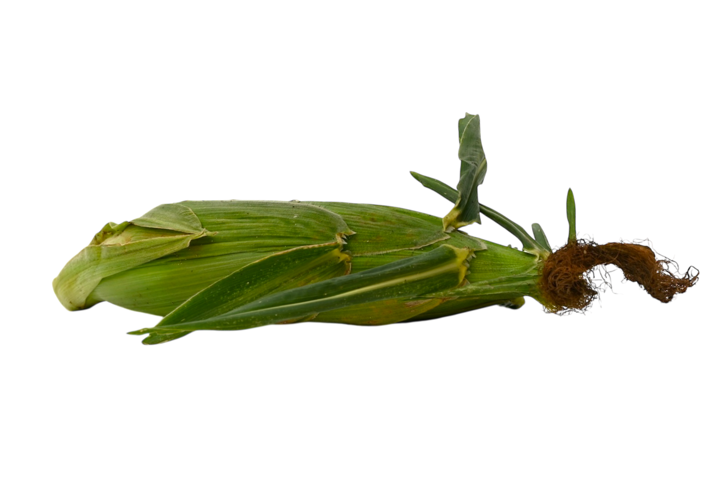 Local Sweet Corn
