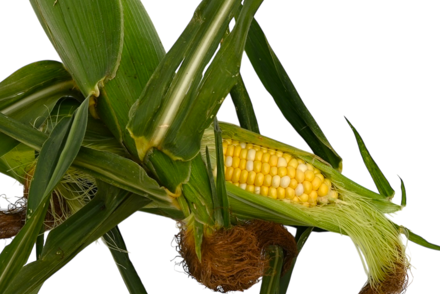 Local Sweet Corn