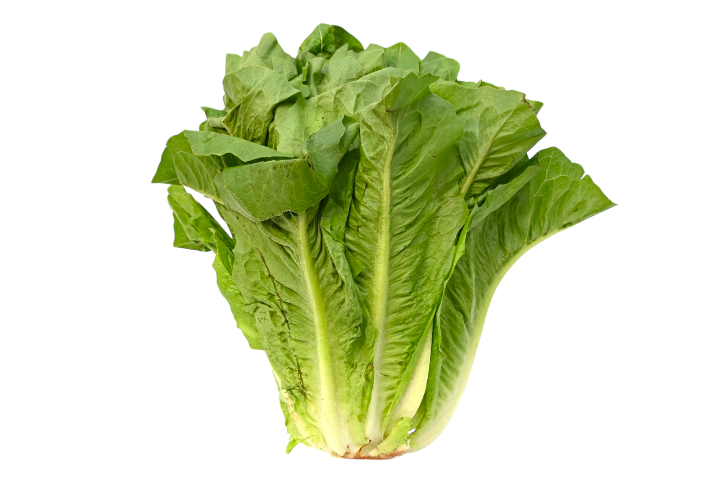 Romaine Lettuce - Local