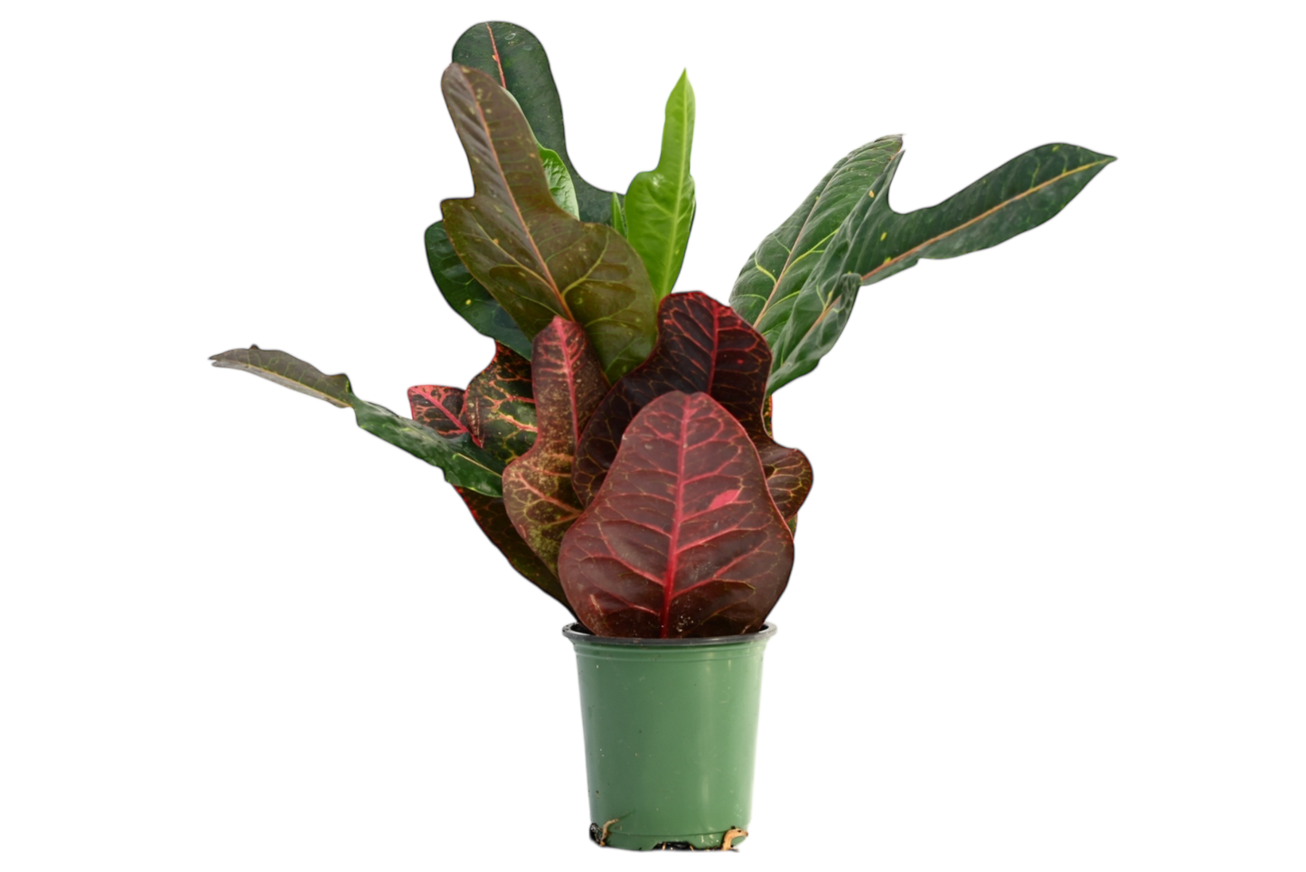 3.5" Croton - Oak Leaf