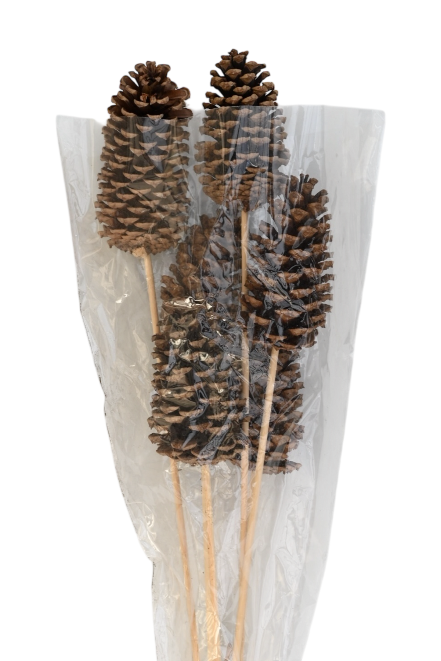Large Pine Cones - Natural