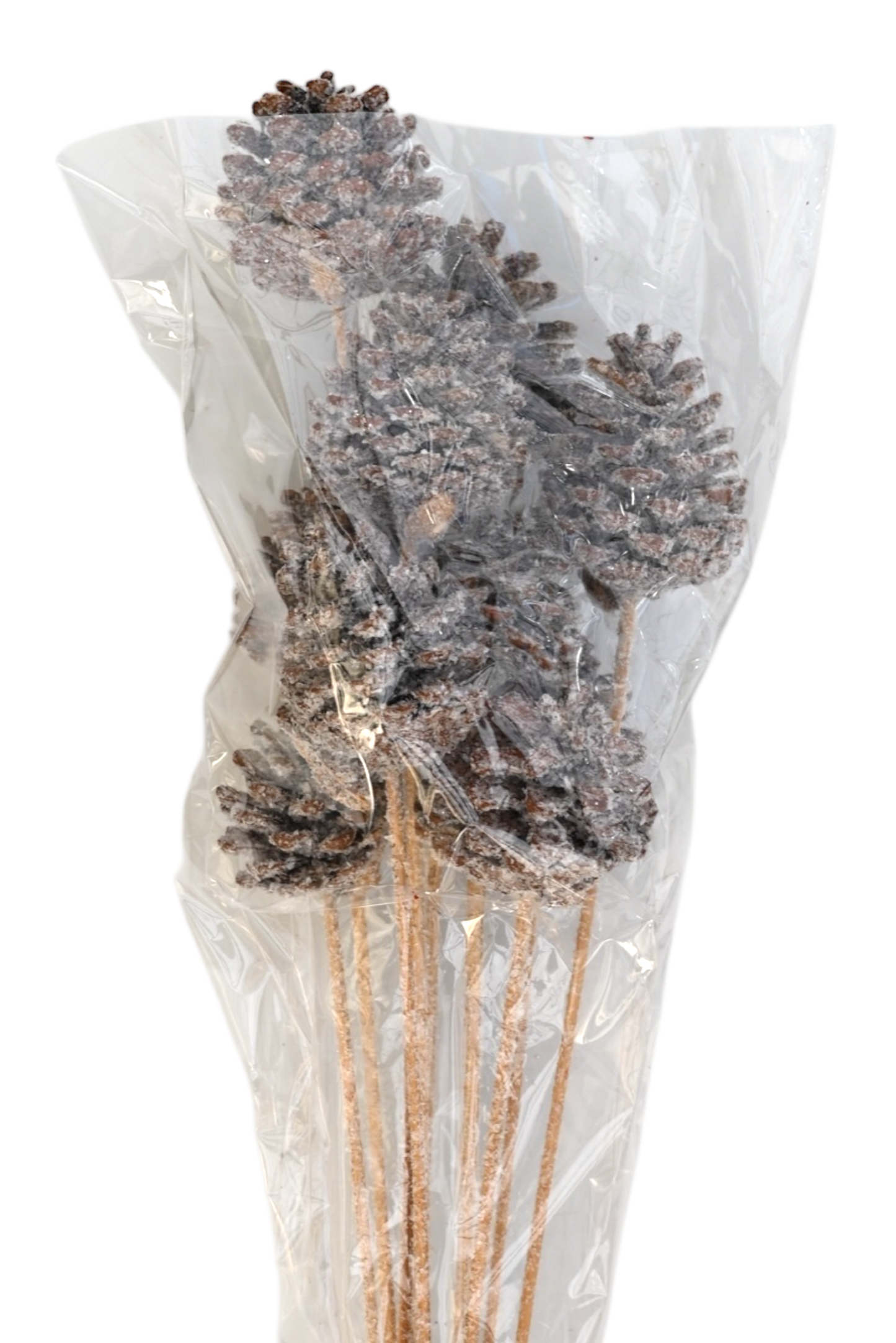 Regular Pine Cones - Snow