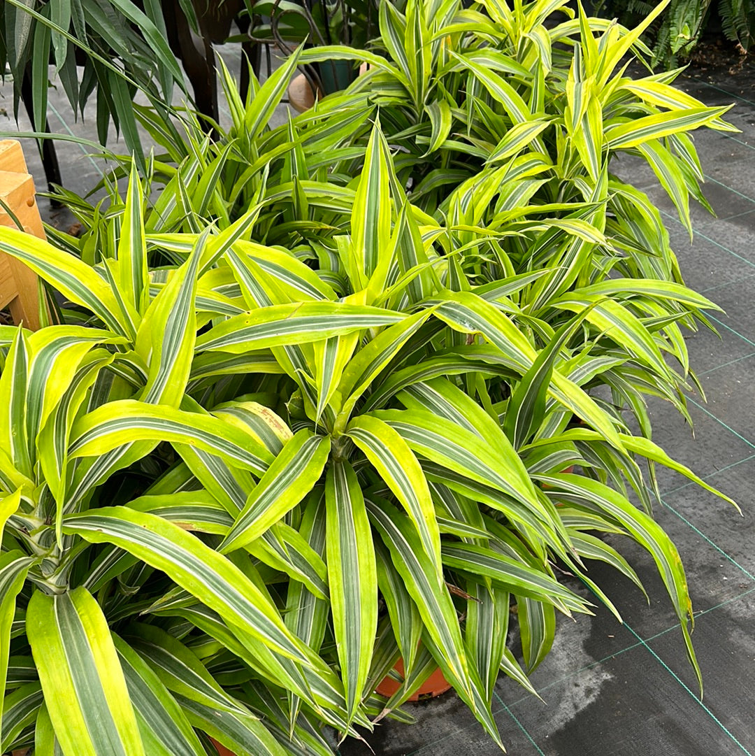 10” Dracaena - Warneckii Lemon