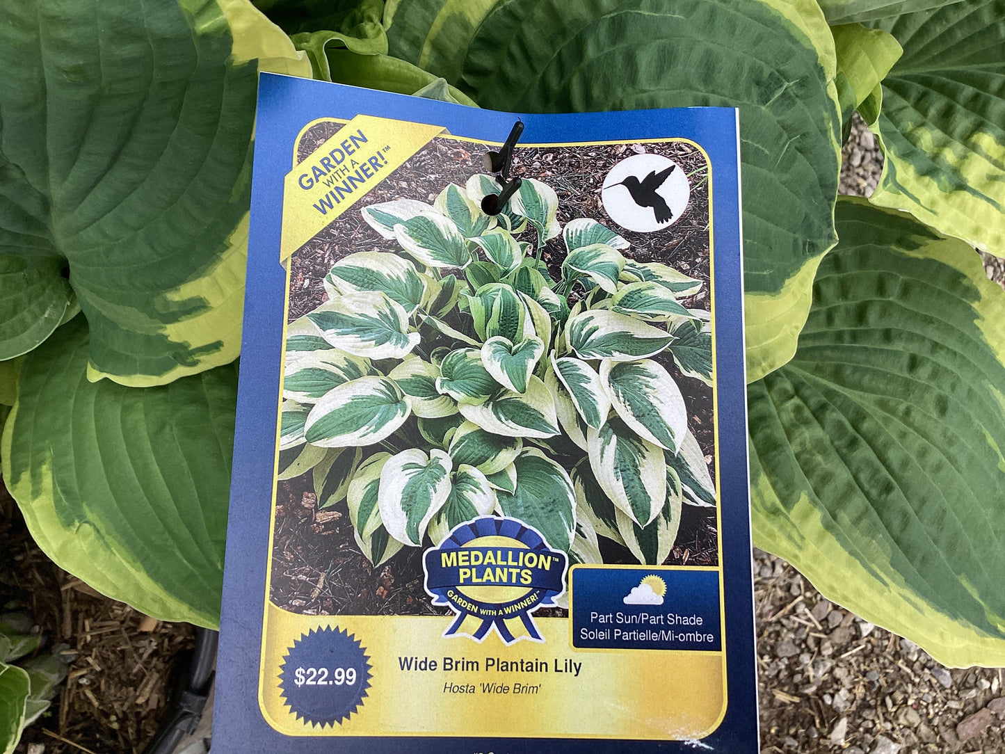 Wide brim plantain lily