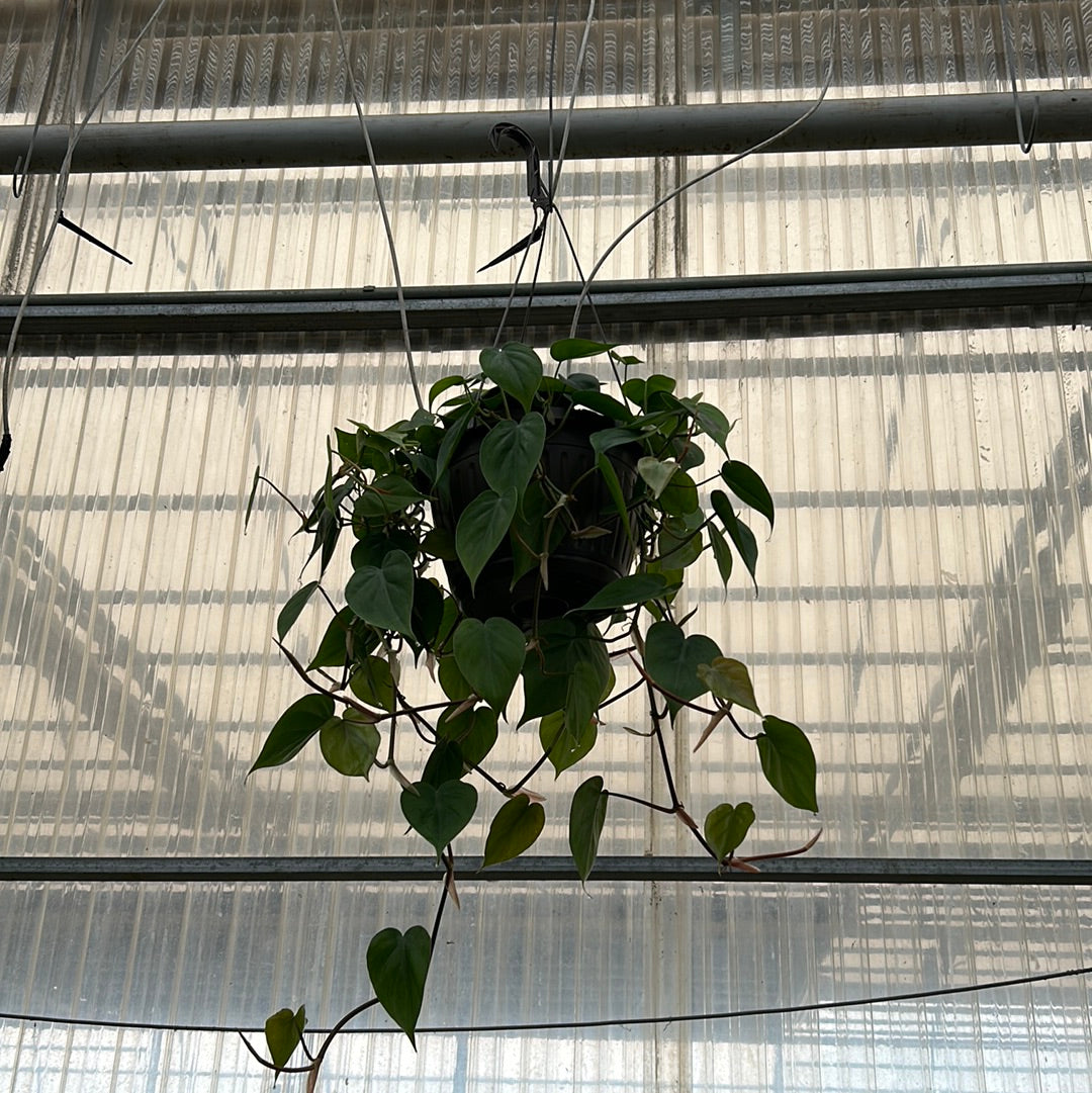 10 inch tropicals