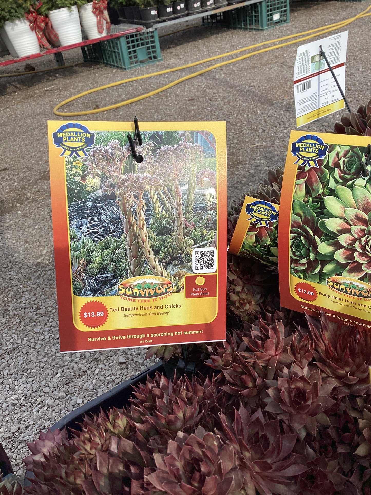 Red beauty hens and chicks