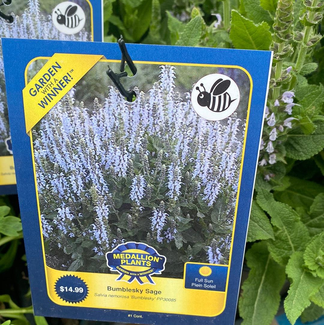 Bumblesky Sage