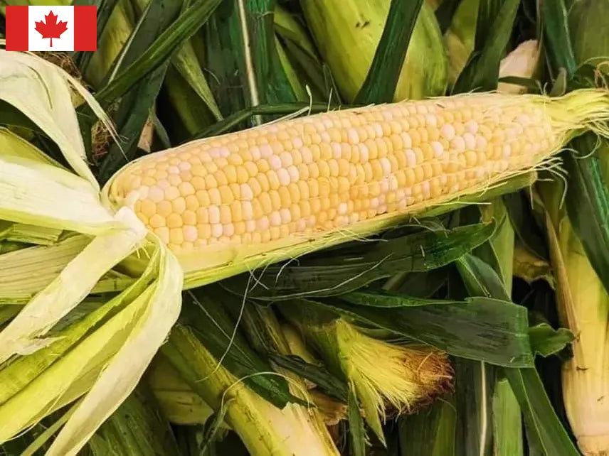 Local Sweet Corn