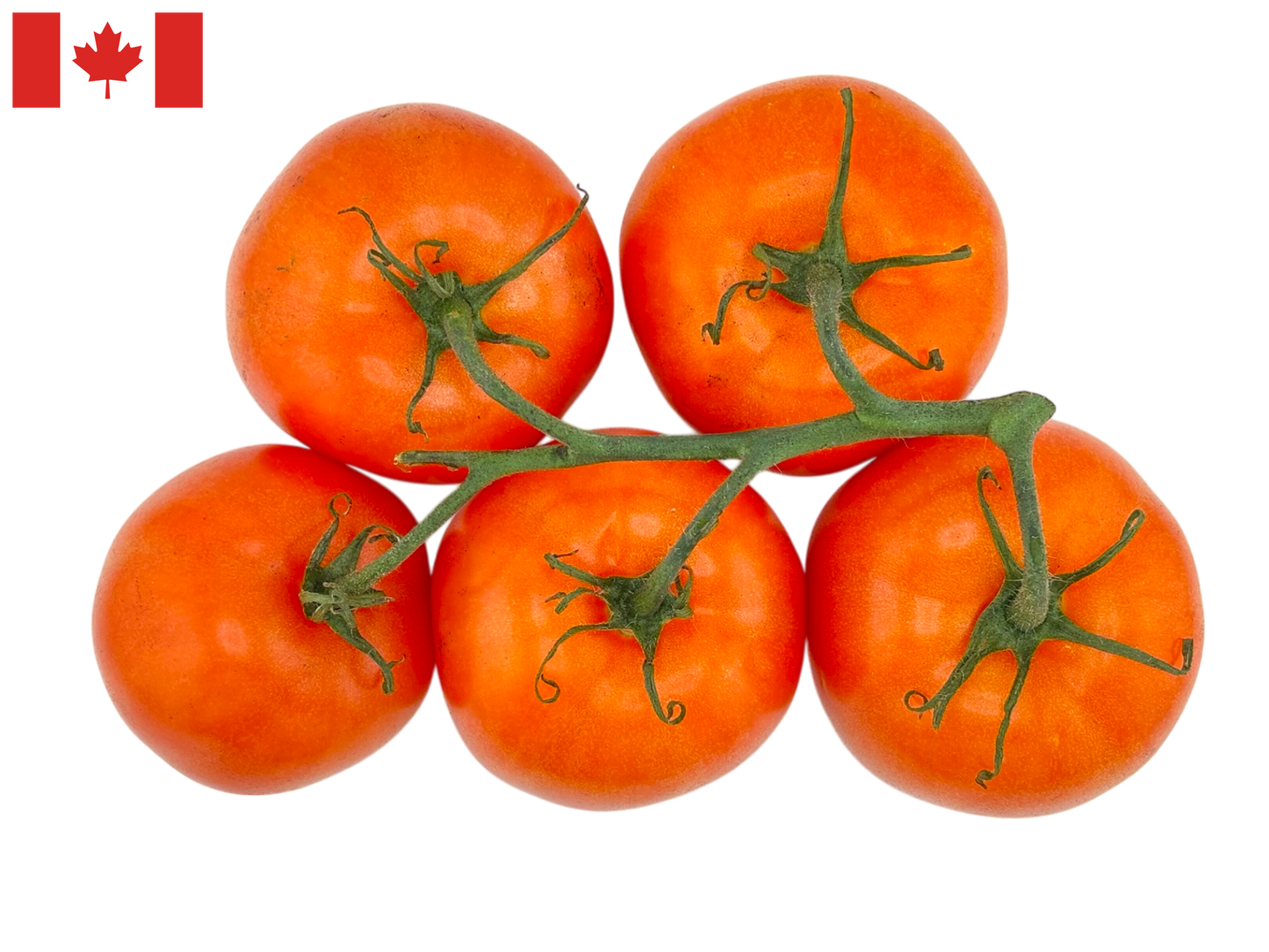 Cluster Tomato (Tomato on the Vine) - Homegrown