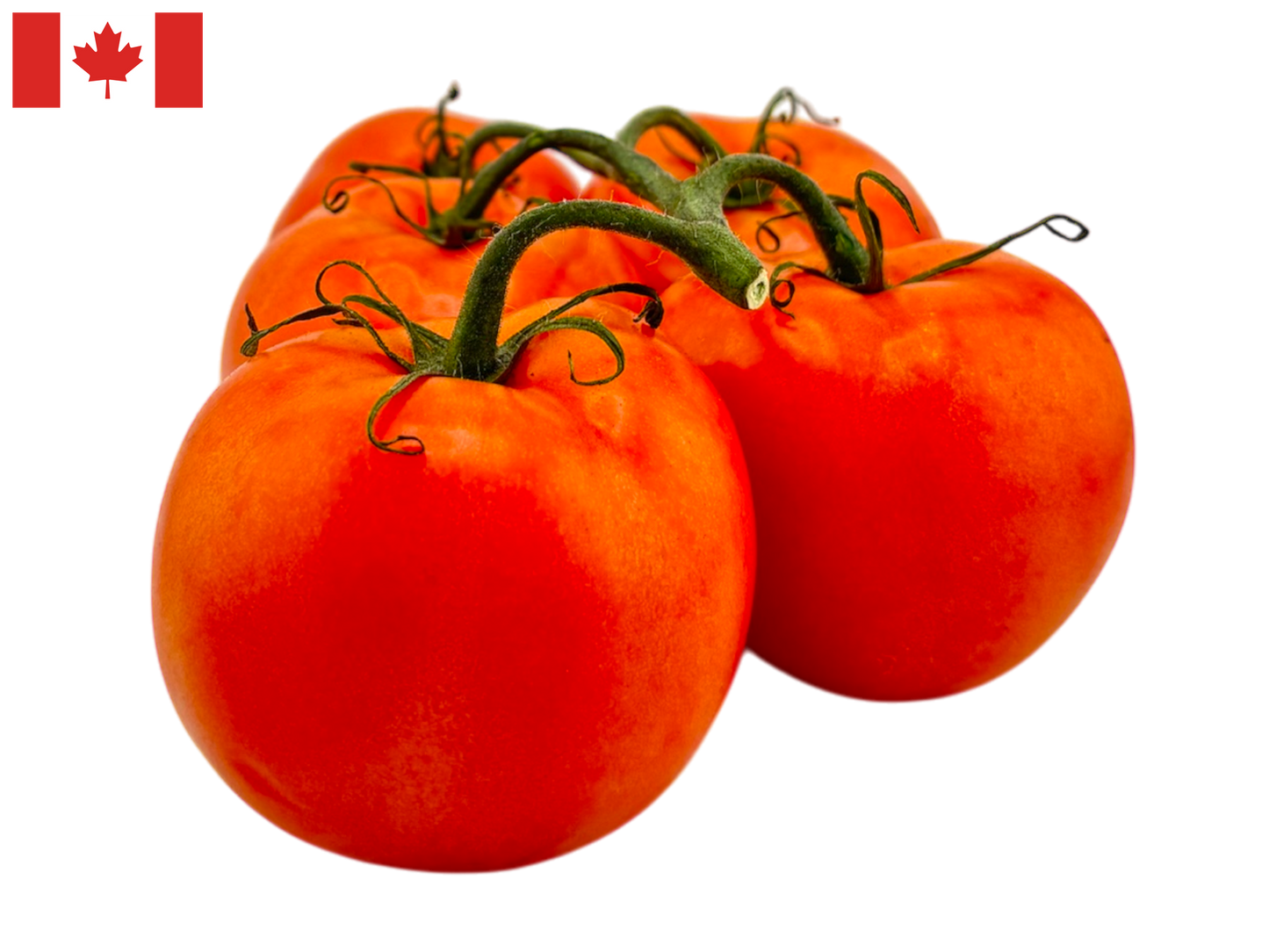 Cluster Tomato (Tomato on the Vine) - Homegrown