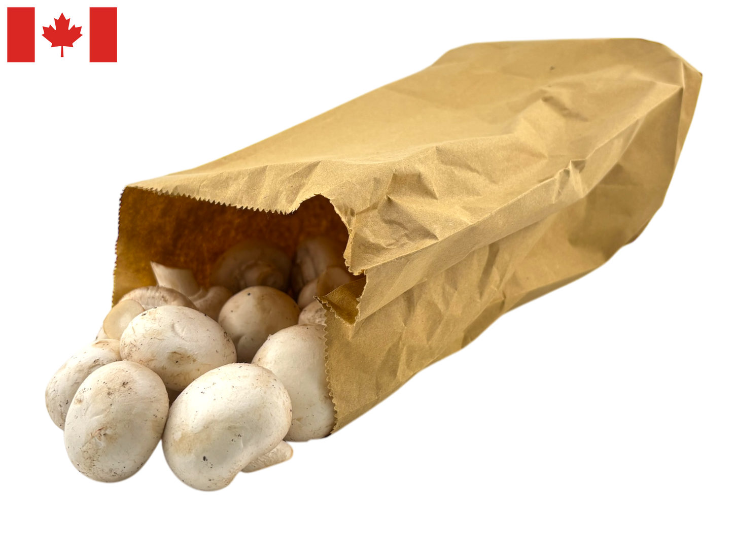 Mushrooms - Local
