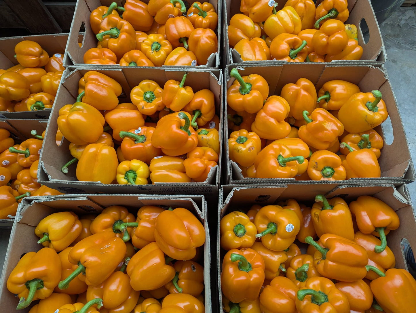 #2 Bell Pepper half bushel
