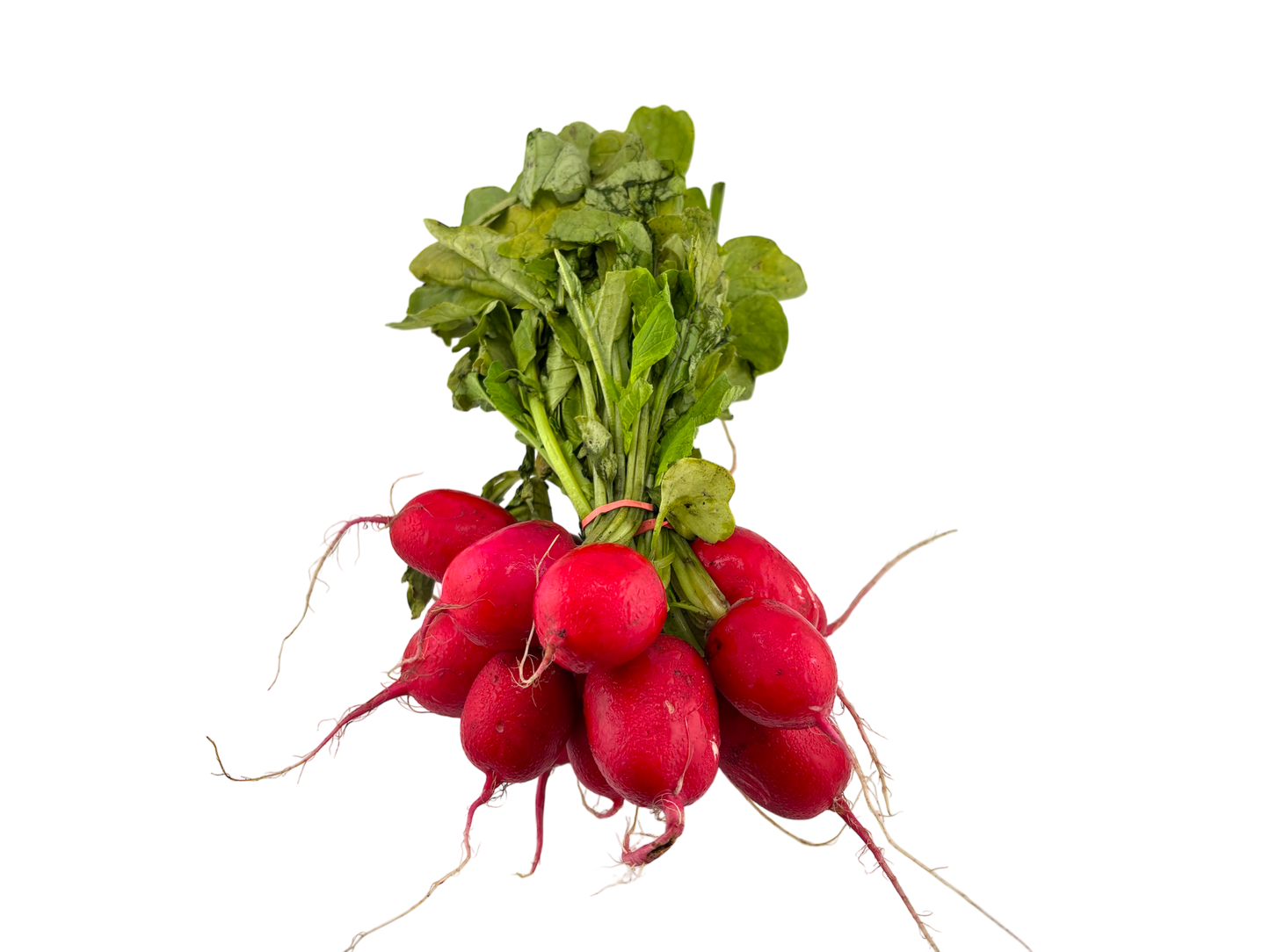 Bunch of Radishes - Local