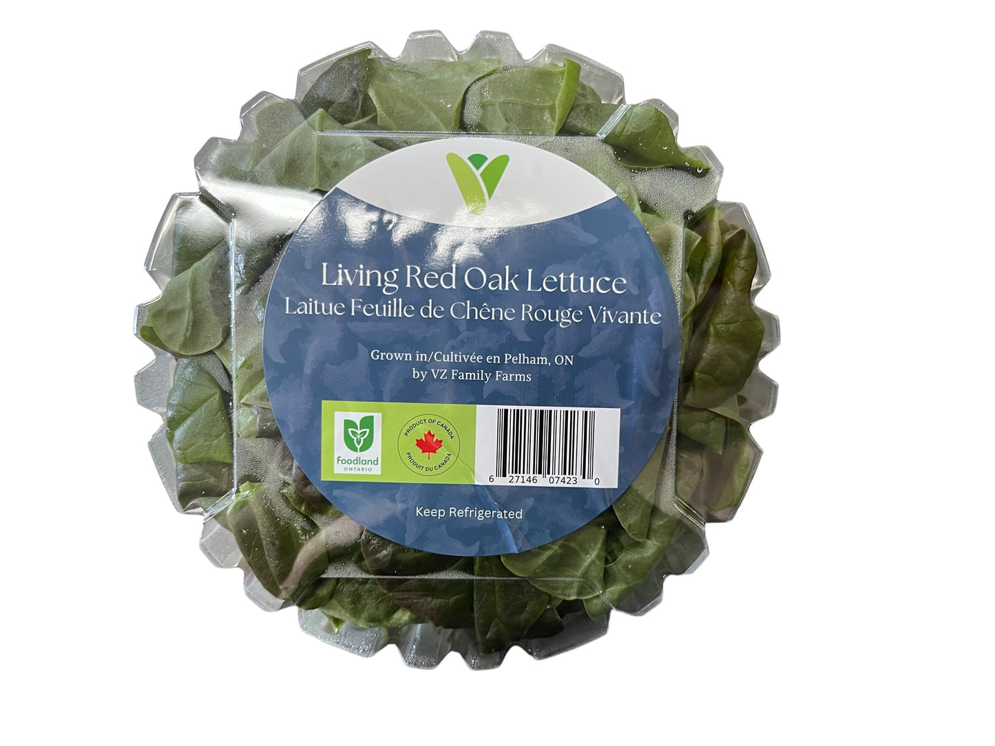 Red Boston Lettuce Clamshell - Local
