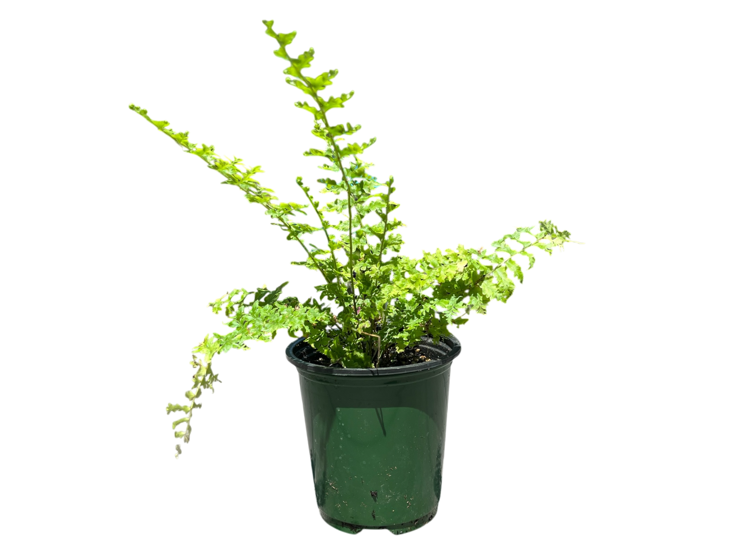 3.5" Fern - Green Fantasy