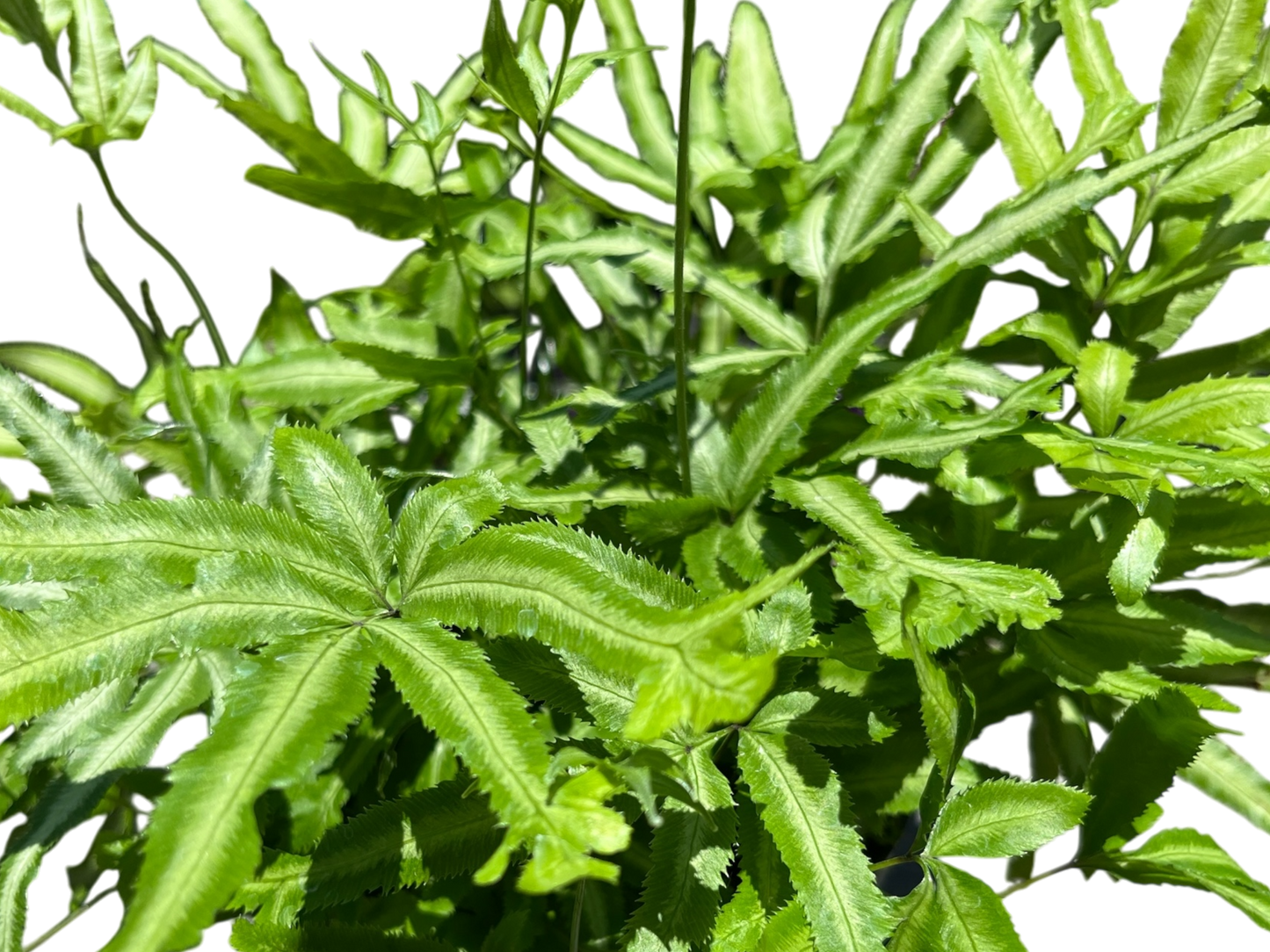 6" Fern - Mayi