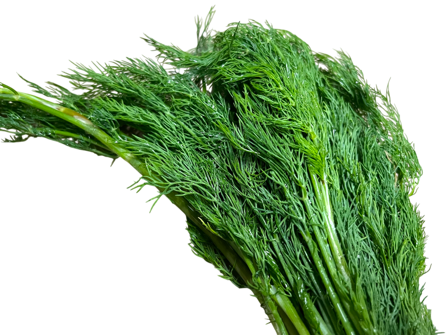 Local Fresh Dillweed