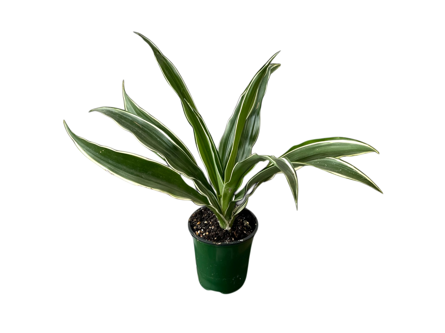 3.5" Dracaena - Warneckii