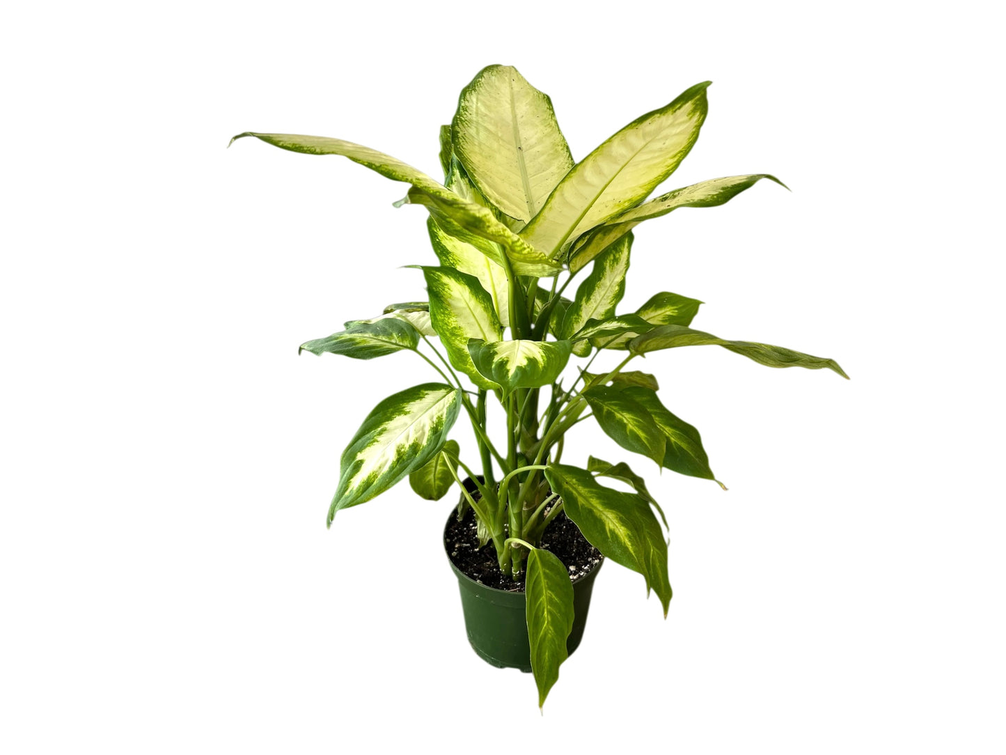 3.5" Dieffenbachia