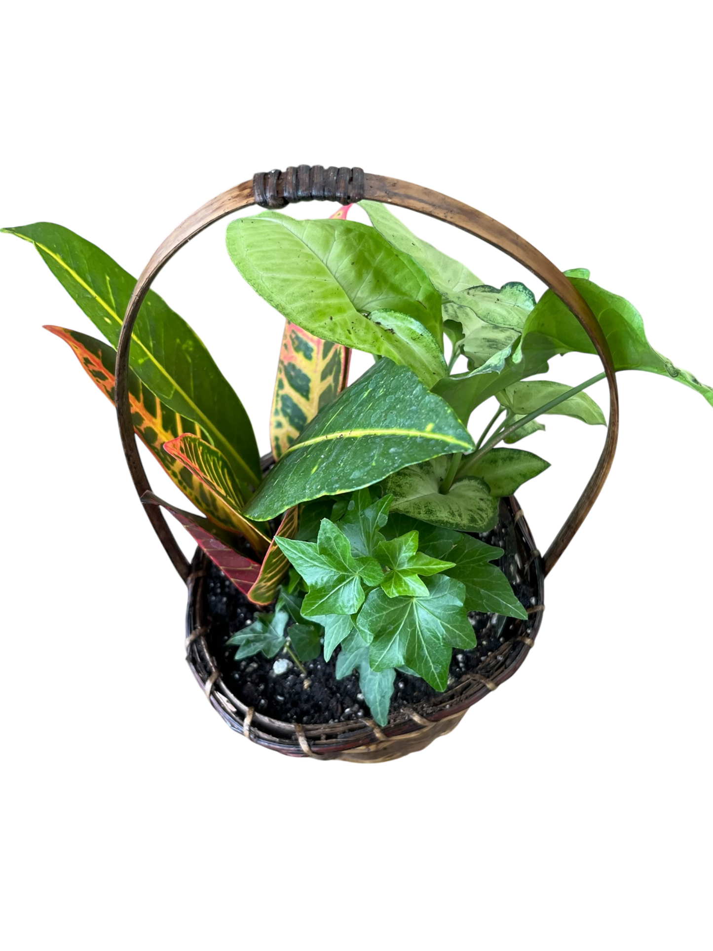 Tropical Plant Basket