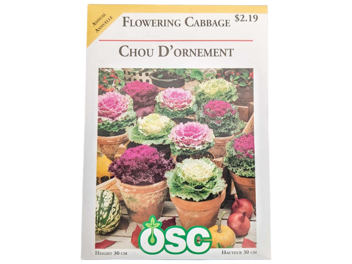 Flowering Cabbage
