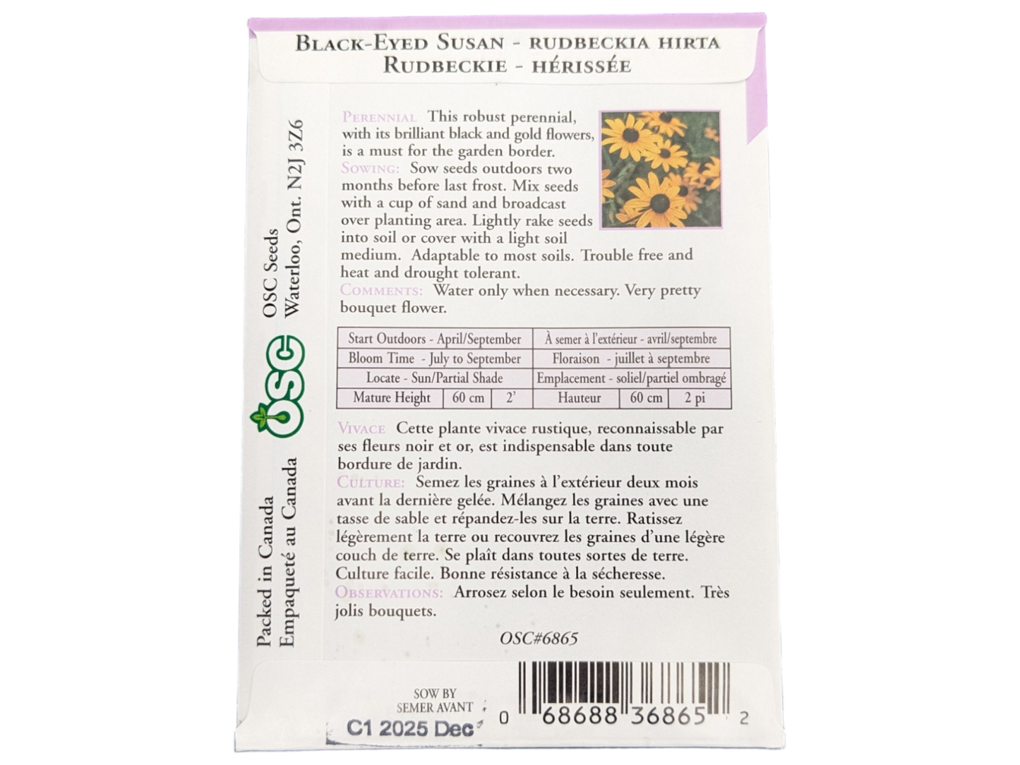 Black-Eyed Susan Rubeckia Hirta