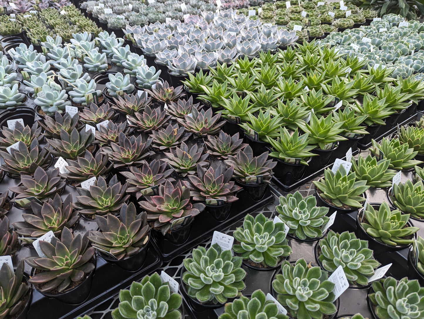 3.5" Surprise Succulents