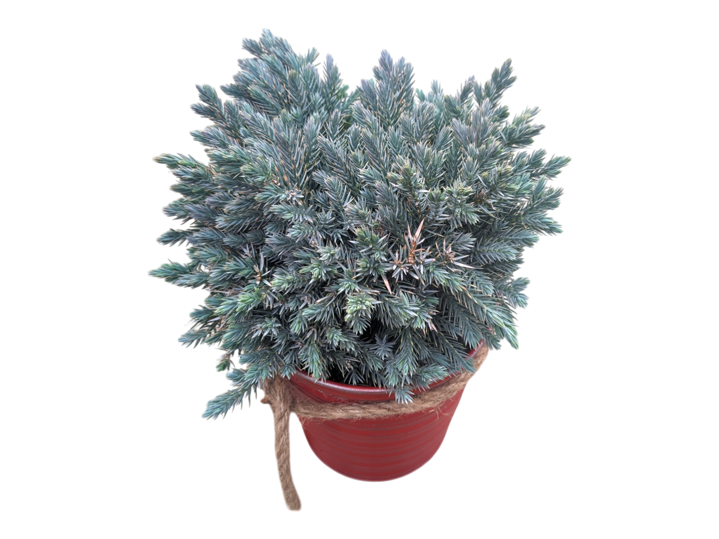 Blue Star Juniper