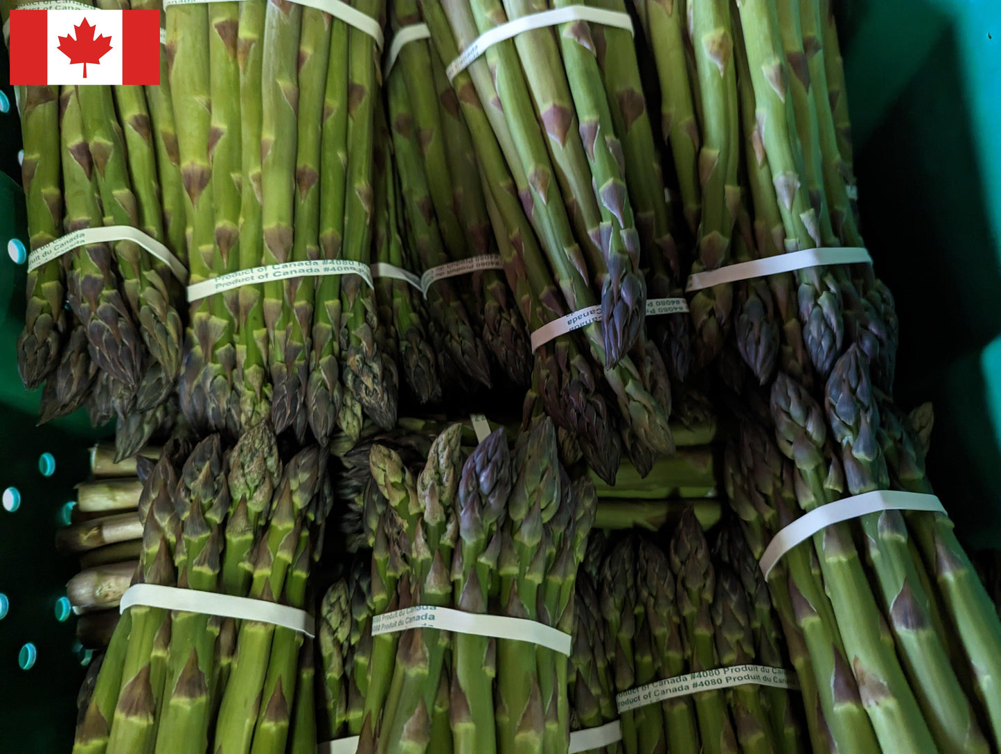 Local Asparagus - 1lb bunches