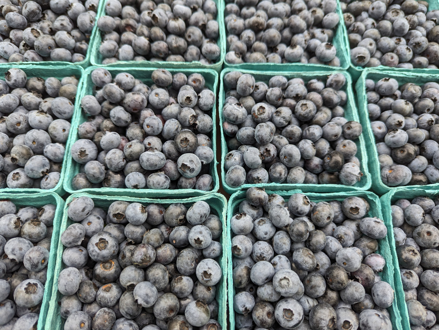 Local Blueberries