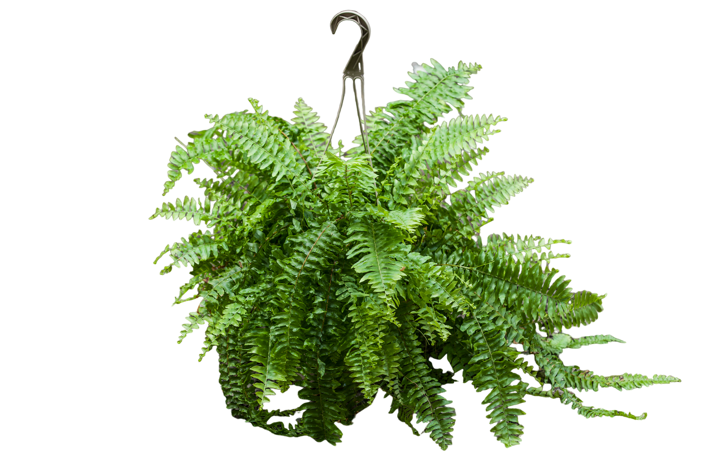 10" XL Boston Fern Hanging Basket