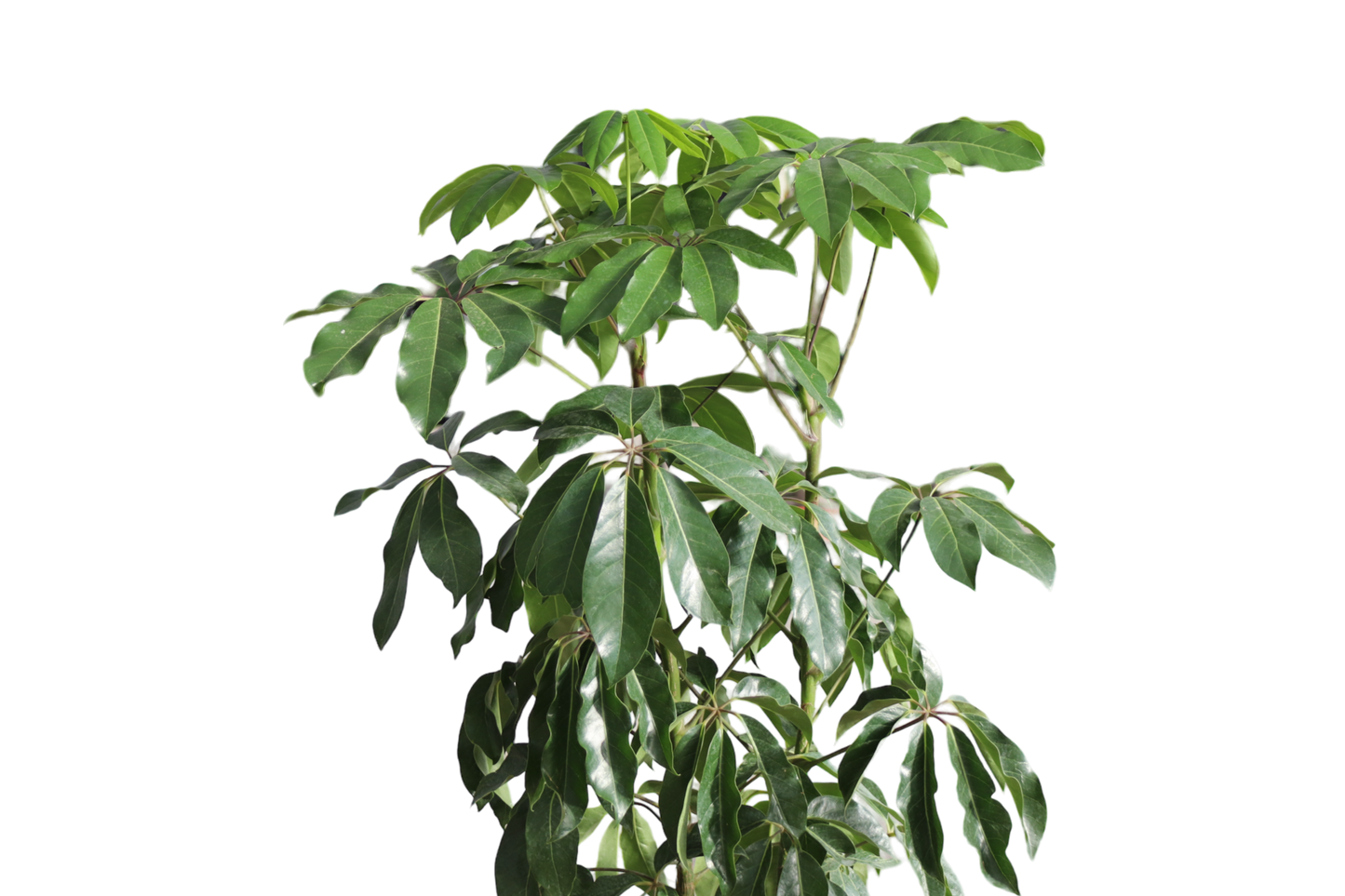 10" Schefflera Alpine