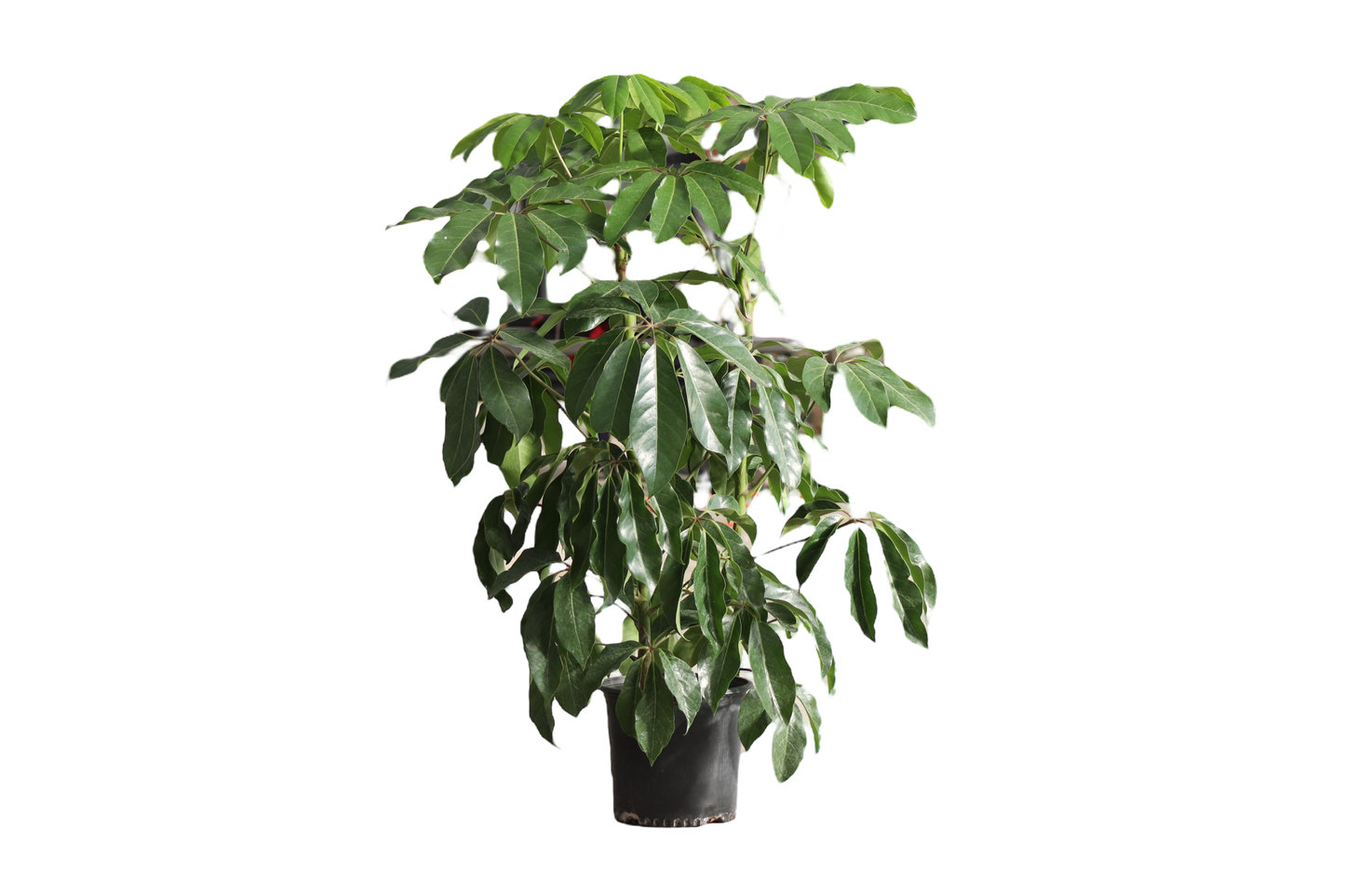 10" Schefflera Alpine