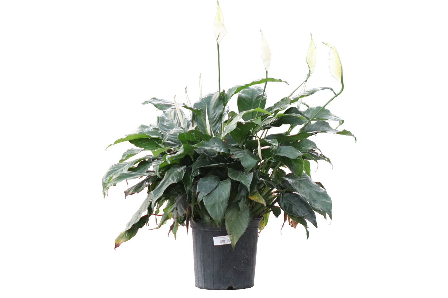 10” Spathiphyllum (Peace Lily)