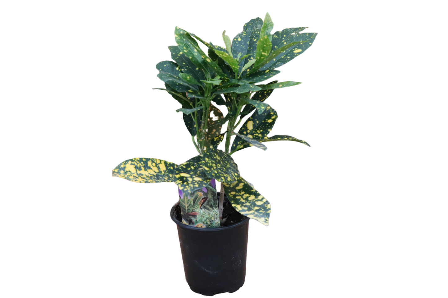 3.5" Croton - Gold Dust