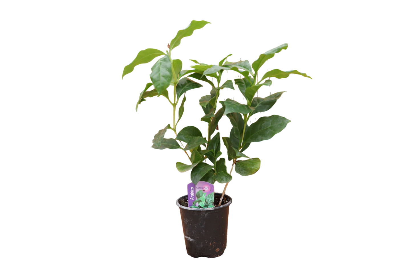 3.5" Coffee Plant (Arabica)
