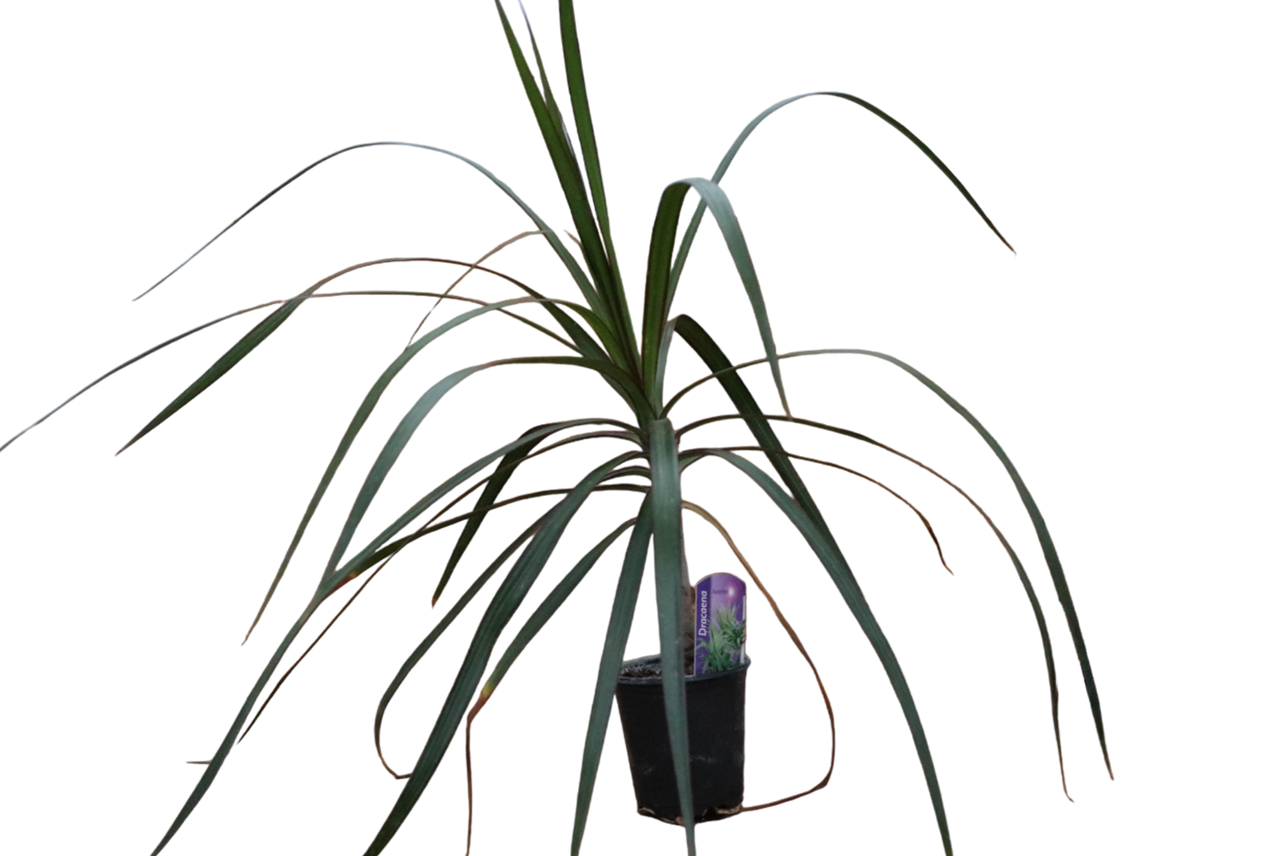 3.5" Dracaena - Marginata