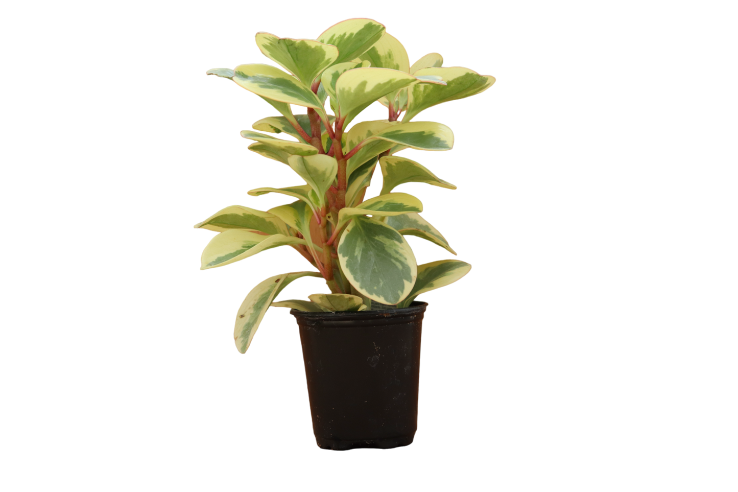 3.5" Peperomia